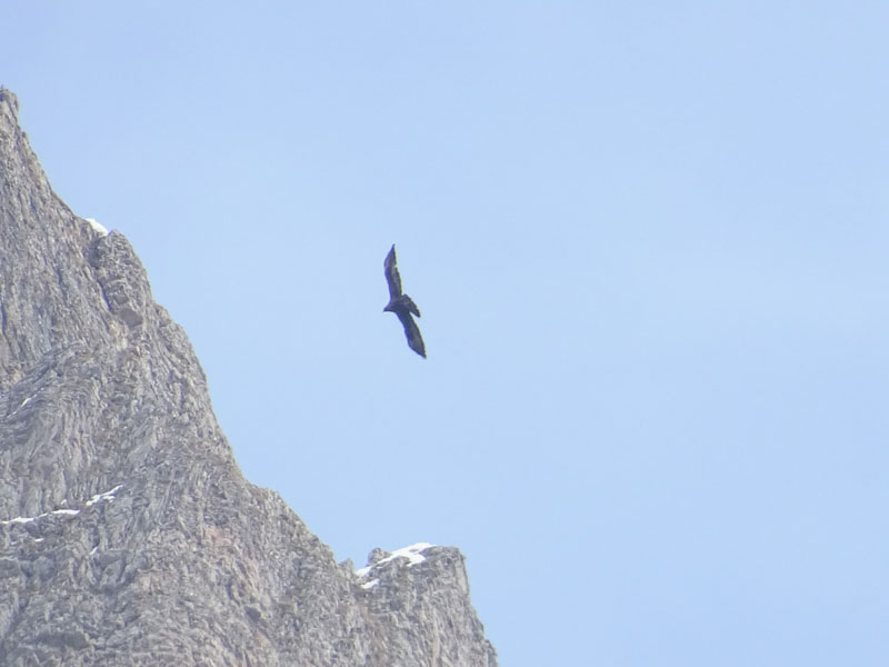 Foto brutte 7 : Aquila ?